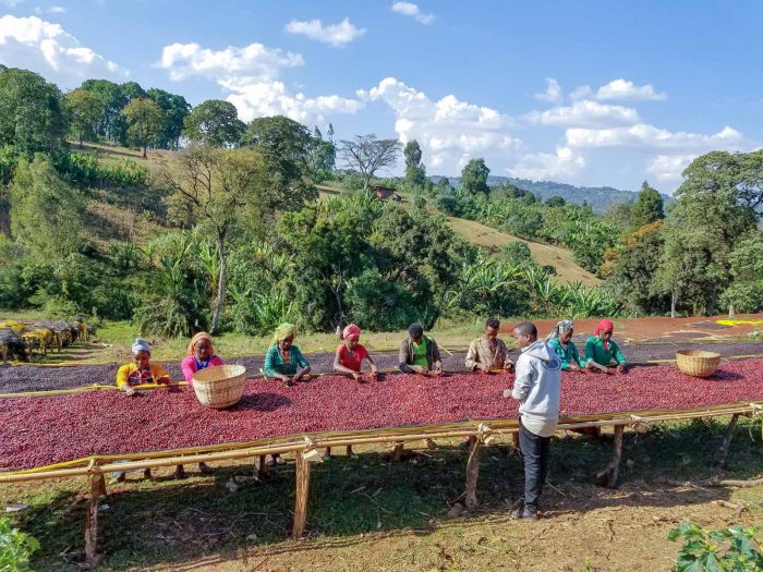 Cafe Arabica là gì? Thu hoạch cà phê Arabica trên đất mẹ Ethiopia