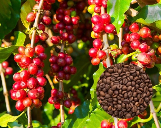 Cà phê Robusta được thu hoạch khi tỷ lệ chín cao